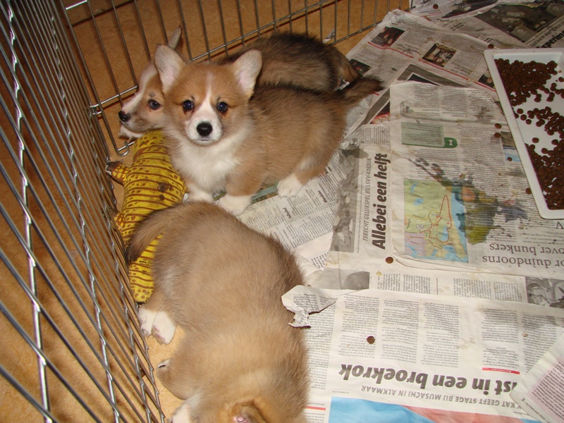 Puppies